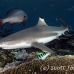 shark_blacktip_1t_srmr_beqa_h_0204_fij1096.jpg